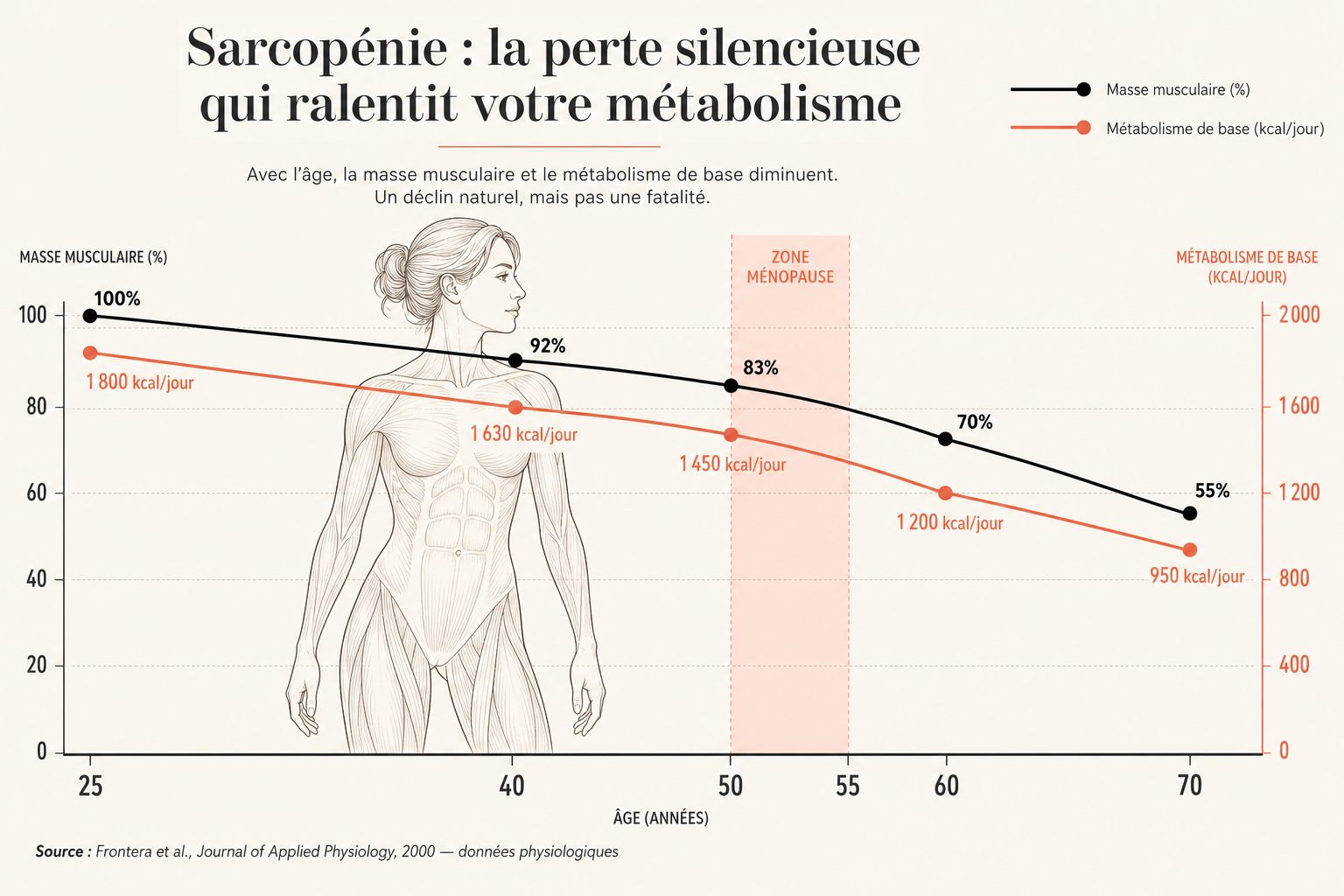 Infographie éditoriale montrant la courbe descendante de la masse musculaire chez la femme de 25 à 70 ans, avec une accélération marquée après la ménopause à 50 ans, et une courbe parallèle du métabolisme de base.