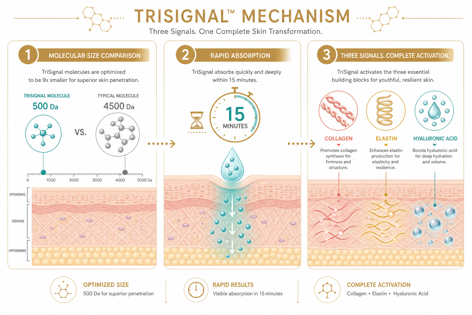 Schéma pédagogique en trois panneaux illustrant le mécanisme TriSignal : comparaison de taille moléculaire (500 Da vs 4500 Da), absorption en 15 minutes, et activation du collagène, de l'élastine et de l'acide hyaluronique.