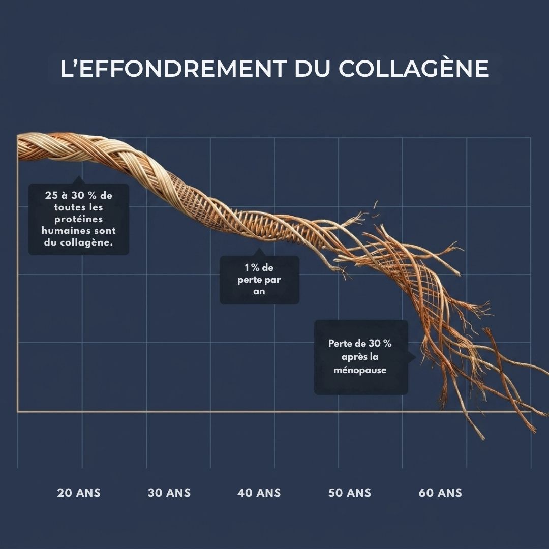 Graphique montrant la chute de la production de collagène avec l'âge, de 25 ans à la ménopause