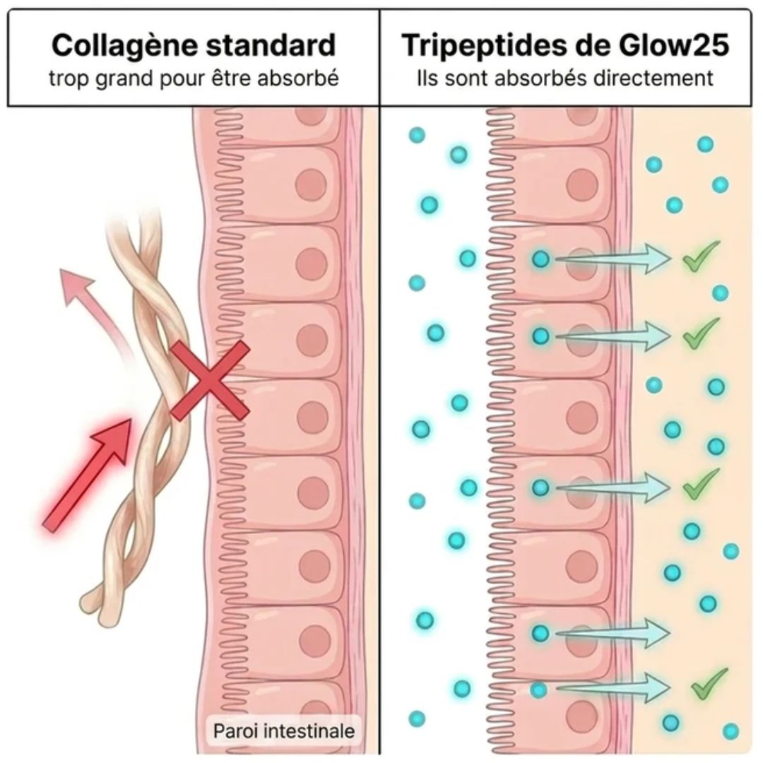 Medizinische Illustration im Split-Screen: links 'Collagène standard / trop grand pour être absorbé'